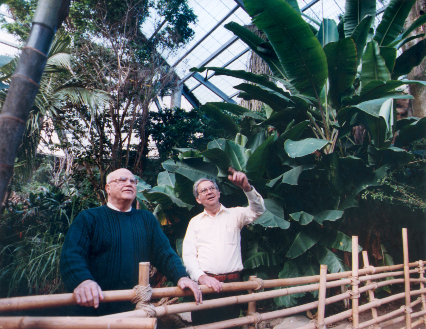 Lied Jungle history